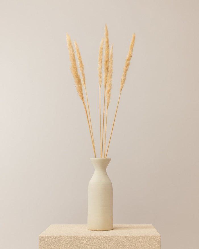 Pampas secas en color crema
