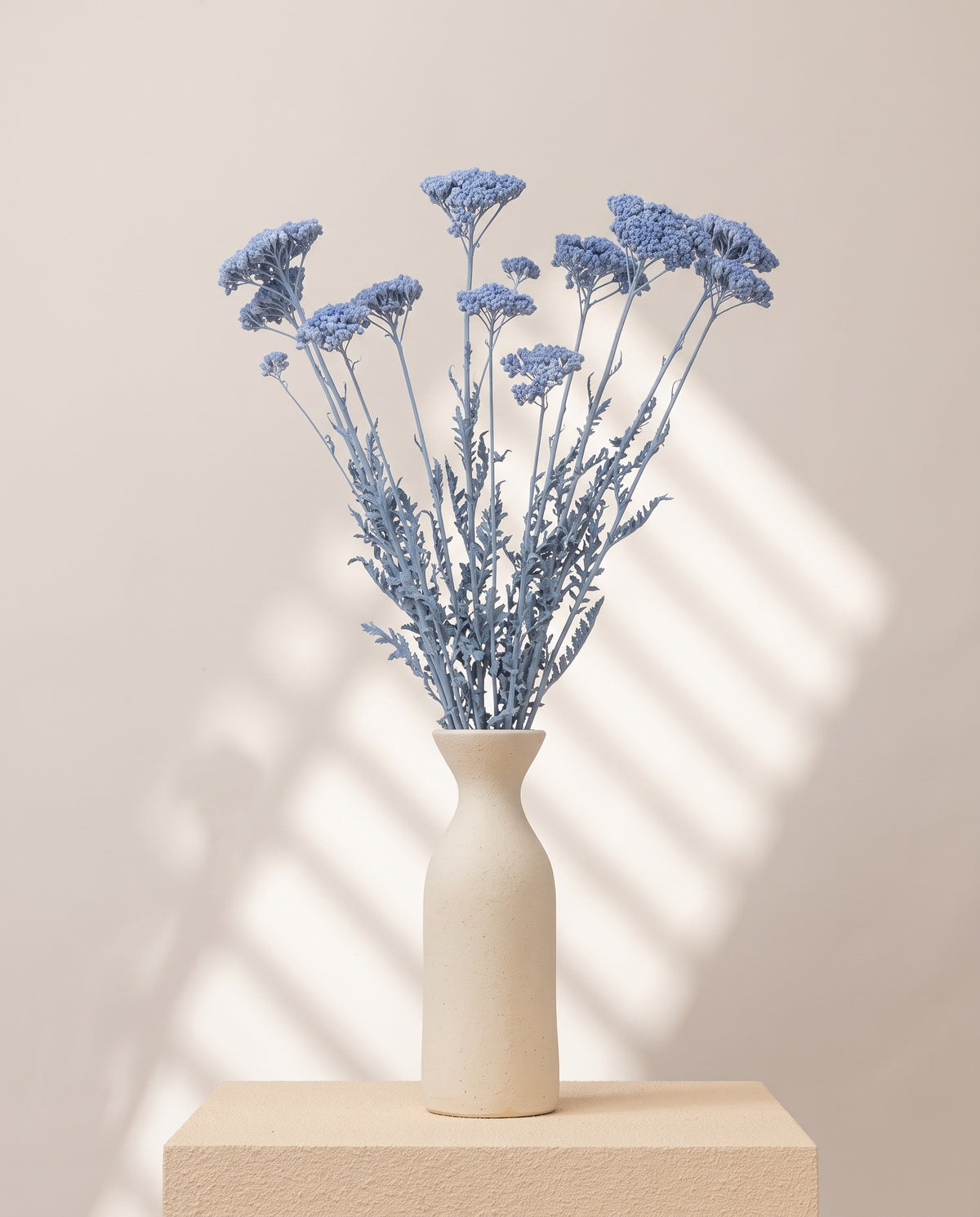 Achillea Filipendulina seca azul claro en un jarrón de cerámica blanca. Jarrón no incluido.