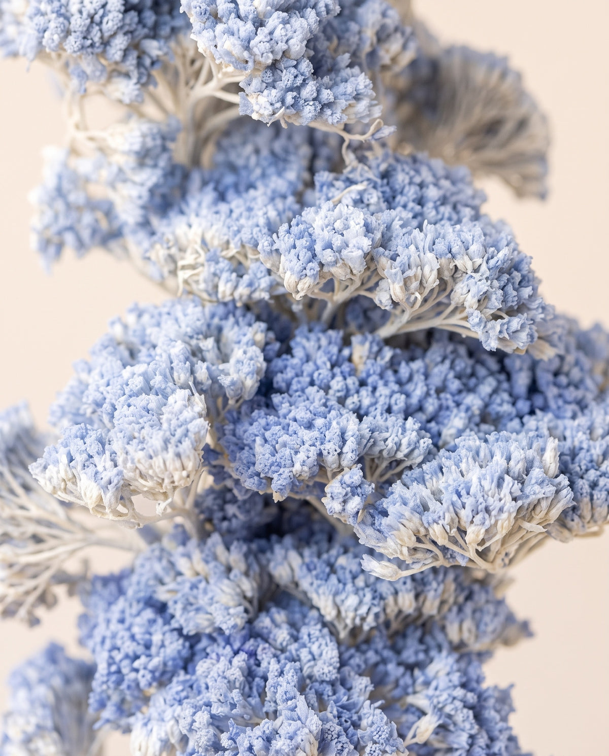 Detalle de cerca de achillea Filipendulina seca azul claro.