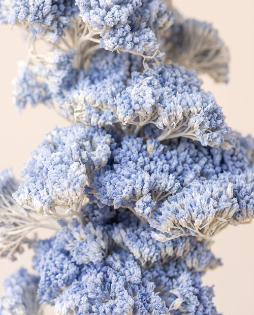 Detalle de cerca de achillea Filipendulina seca azul claro.