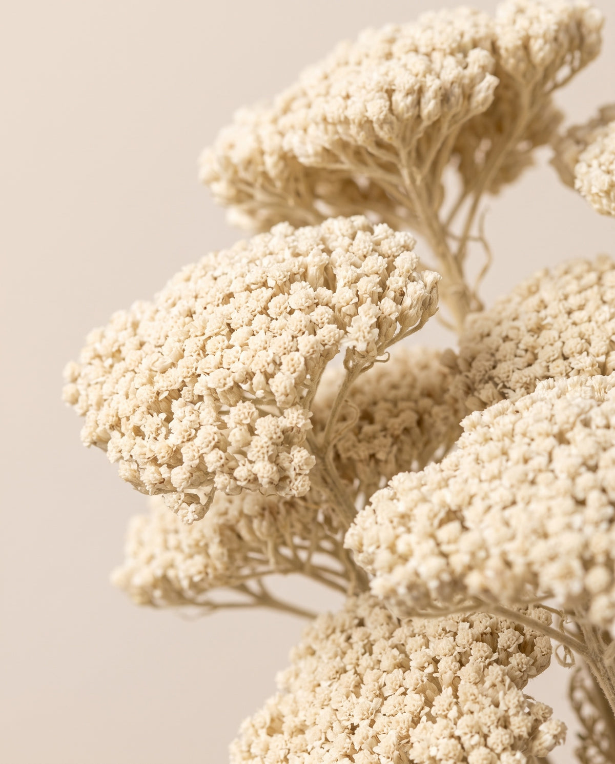 Detalle de cerca de achillea Filipendulina seca blanca.