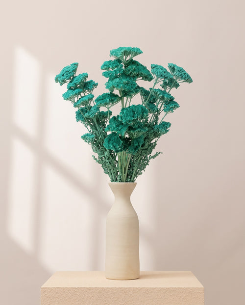 Achillea Filipendulina seca celeste en un jarrón de cerámica blanca. Jarrón no incluido.