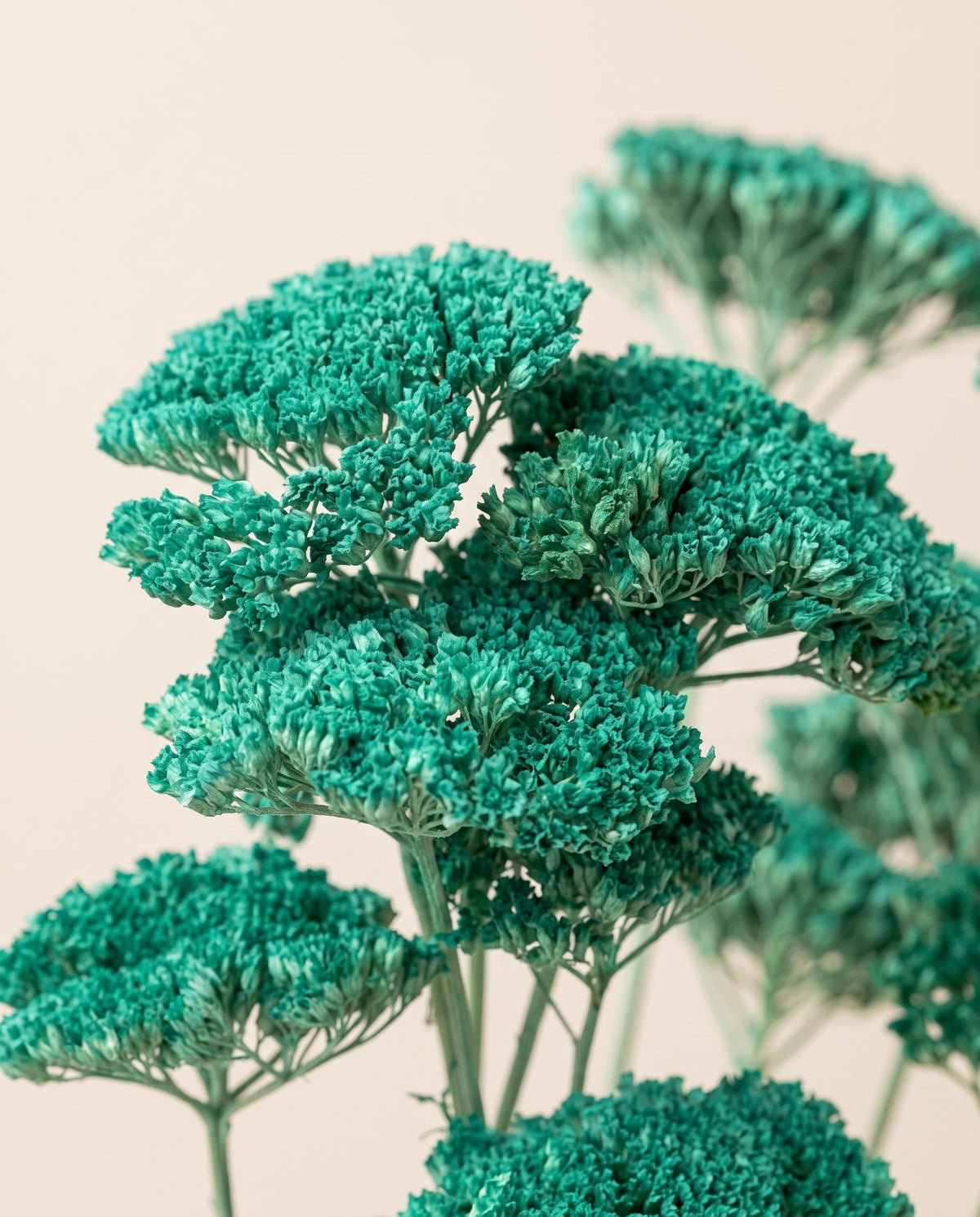 Detalle de cerca de achillea Filipendulina seca celeste.