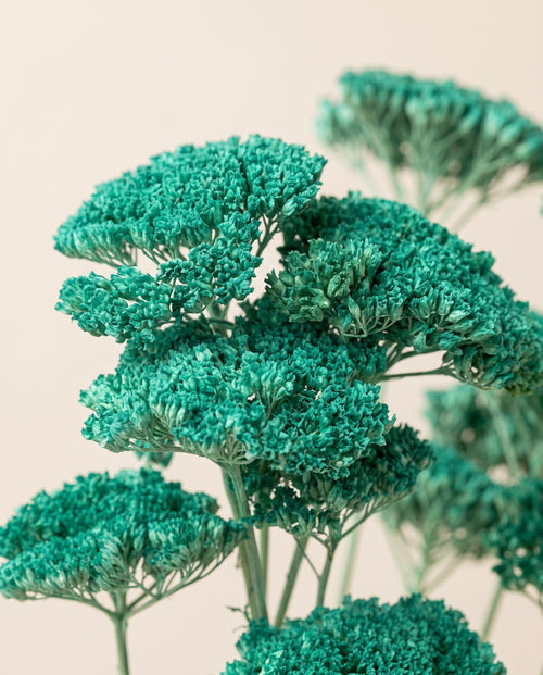 Detalle de cerca de achillea Filipendulina seca celeste.