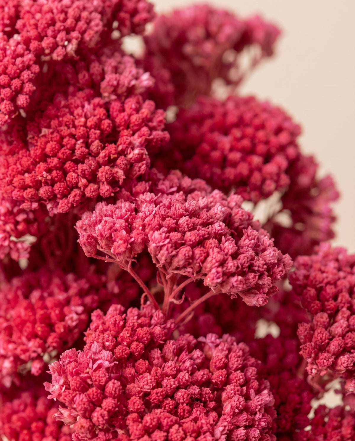 Detalle de cerca de achillea Filipendulina seca fucsia.
