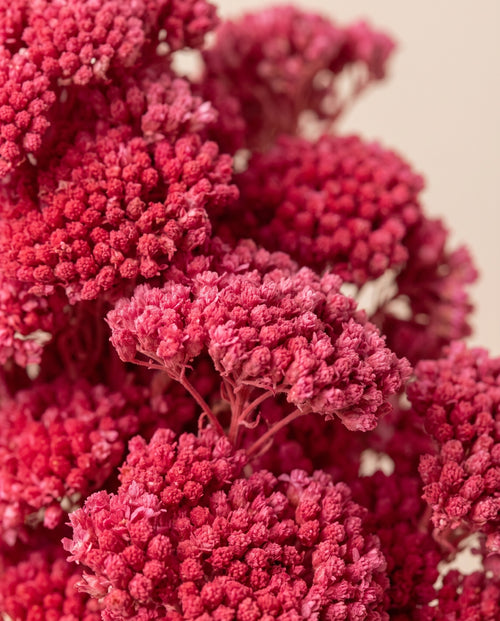 Detalle de cerca de achillea Filipendulina seca fucsia.