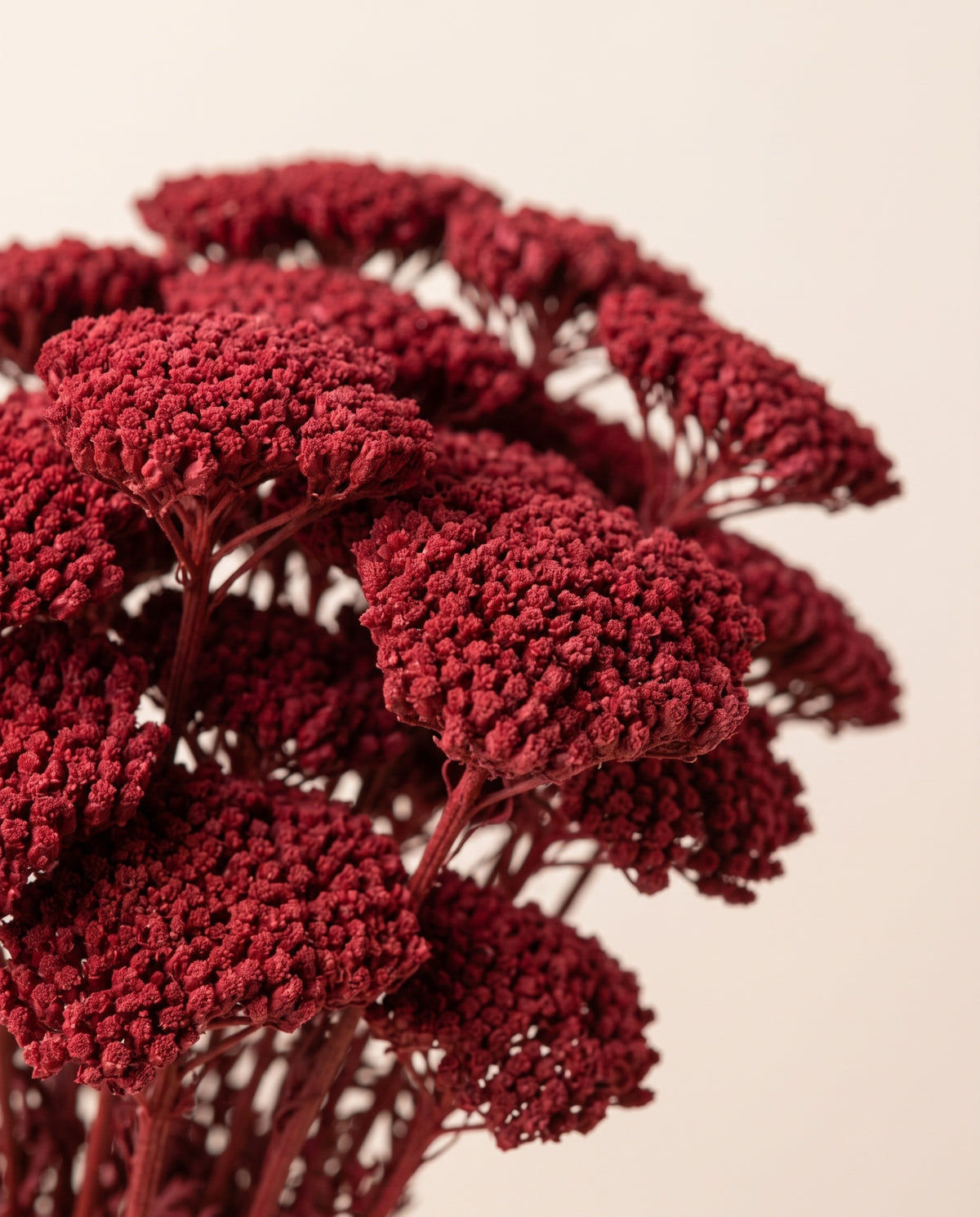 Detalle de cerca de achillea Filipendulina seca granate.
