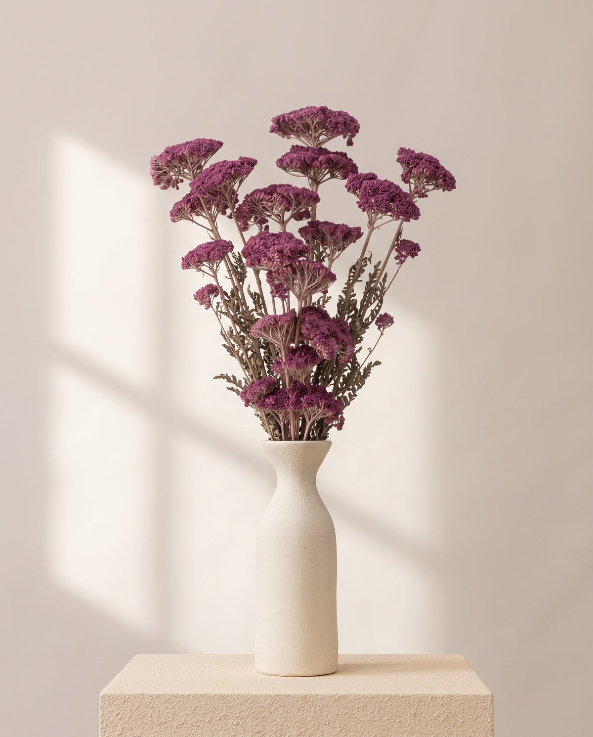 Achillea Filipendulina seca lavanda en un jarrón de cerámica blanca. Jarrón no incluido.