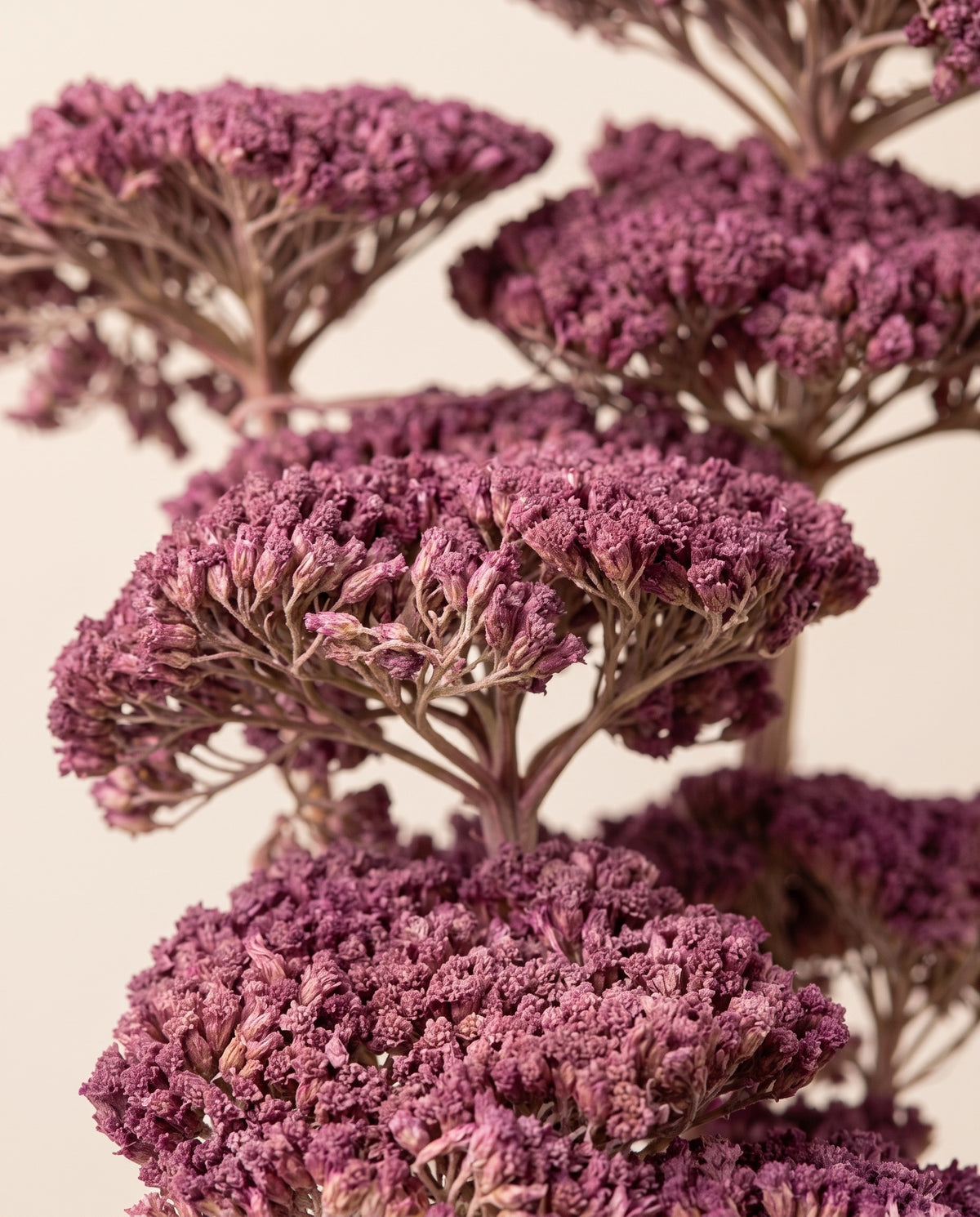 Detalle de cerca de achillea Filipendulina seca lavanda.