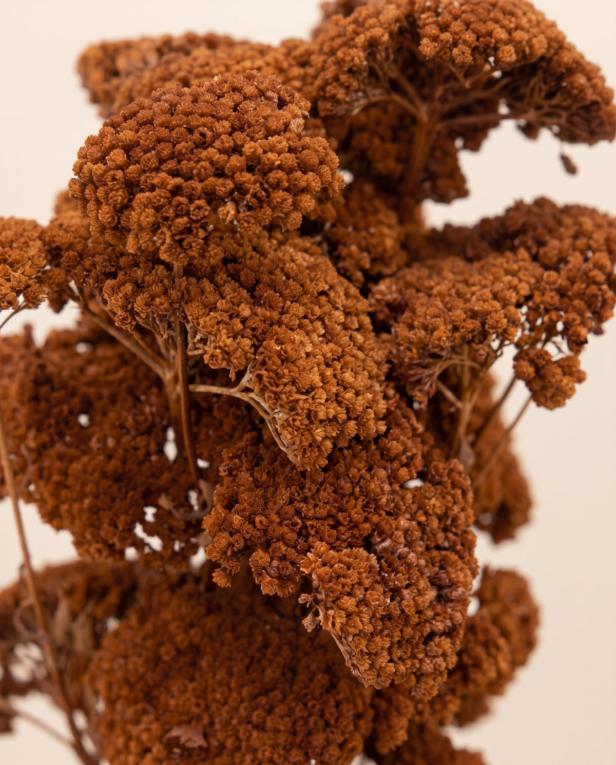 Detalle de cerca de achillea Filipendulina seca marrón.