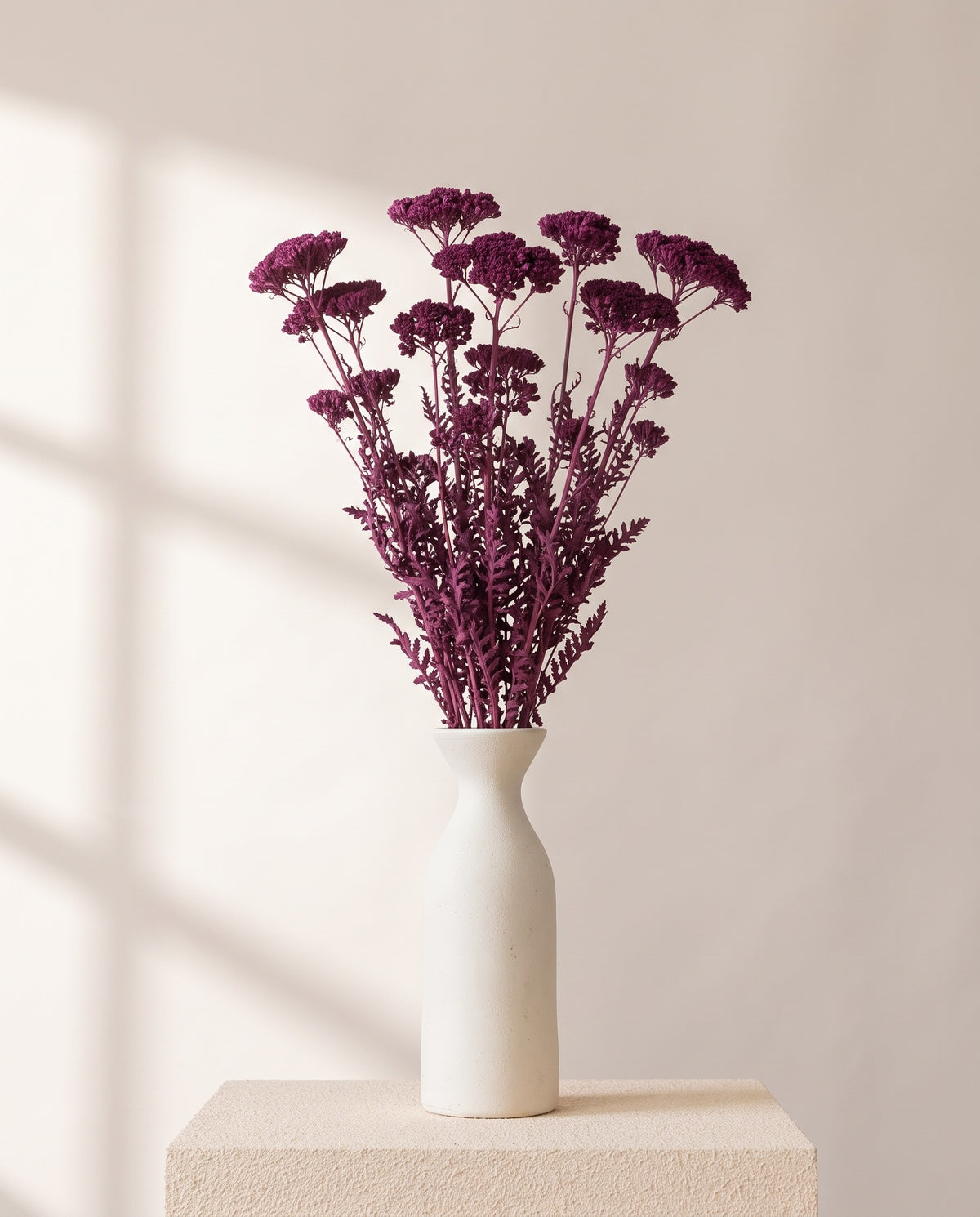 Achillea Filipendulina seca morada en un jarrón de cerámica blanca. Jarrón no incluido.