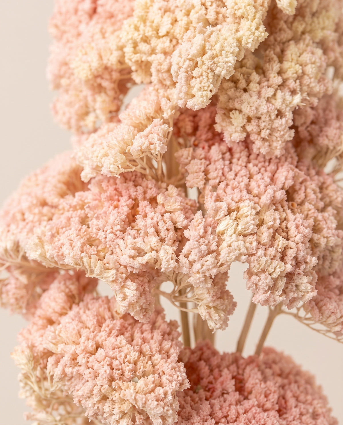 Detalle de cerca de achillea Filipendulina seca rosa claro.
