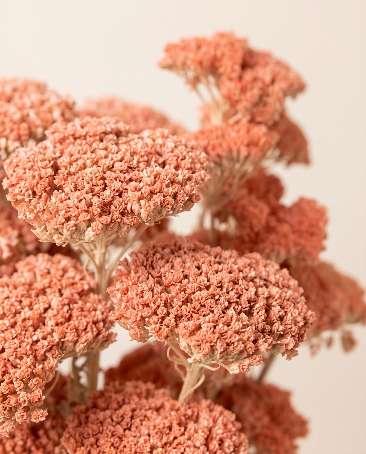 Detalle de cerca de achillea Filipendulina seca rosa.