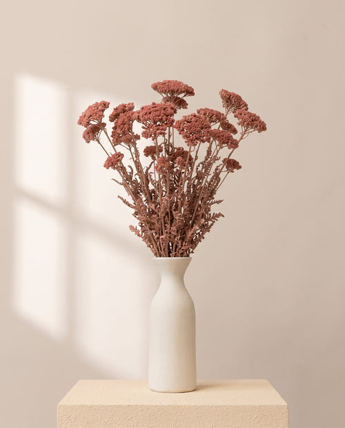 Achillea Filipendulina seca rosa empolvado en un jarrón de cerámica blanca. Jarrón no incluido.
