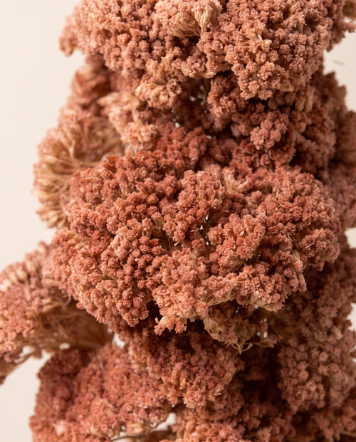 Detalle de cerca de achillea Filipendulina seca rosa empolvado.
