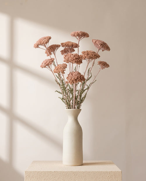 Achillea Parker seca rosa claro en un jarrón de cerámica blanca. Jarrón no incluido.