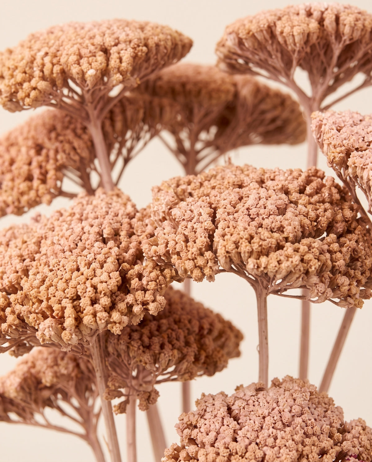 Detalle de cerca de achillea Parker seca rosa claro.