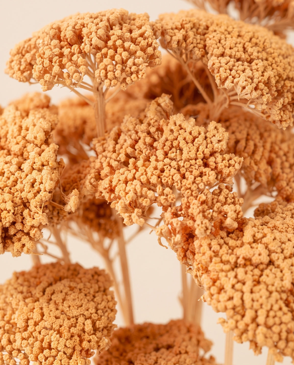 Detalle de cerca de achillea Parker seca salmón.