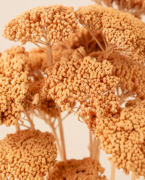 Detalle de cerca de achillea Parker seca salmón.