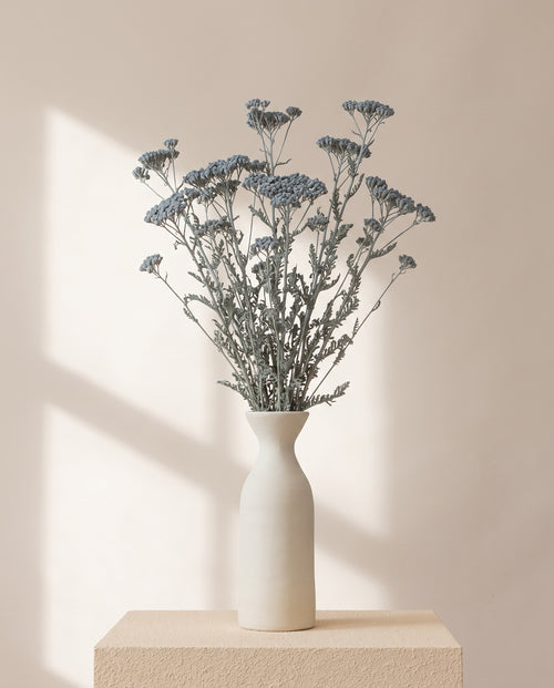 Achillea Silvestre seca azul en un jarrón de cerámica blanca. Jarrón no incluido.