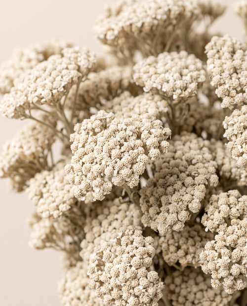 Detalle de cerca de achillea Silvestre seca blanca.