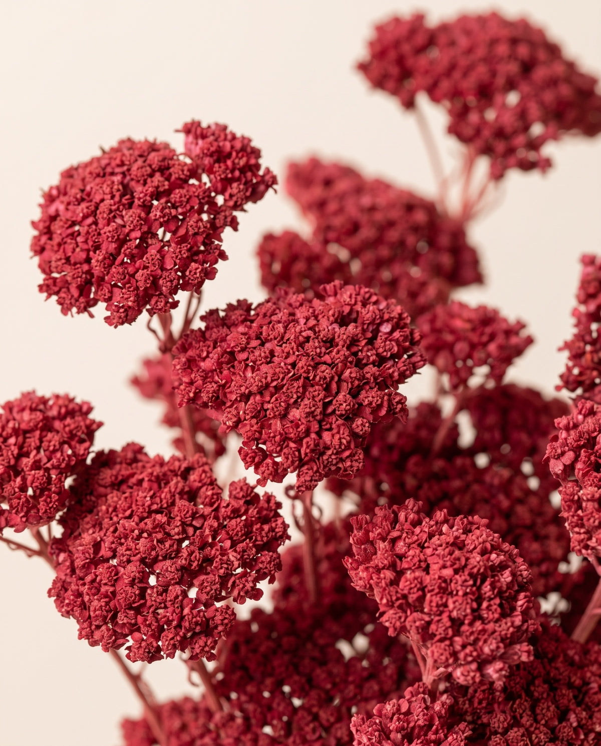 Detalle de cerca de achillea Silvestre seca cereza.