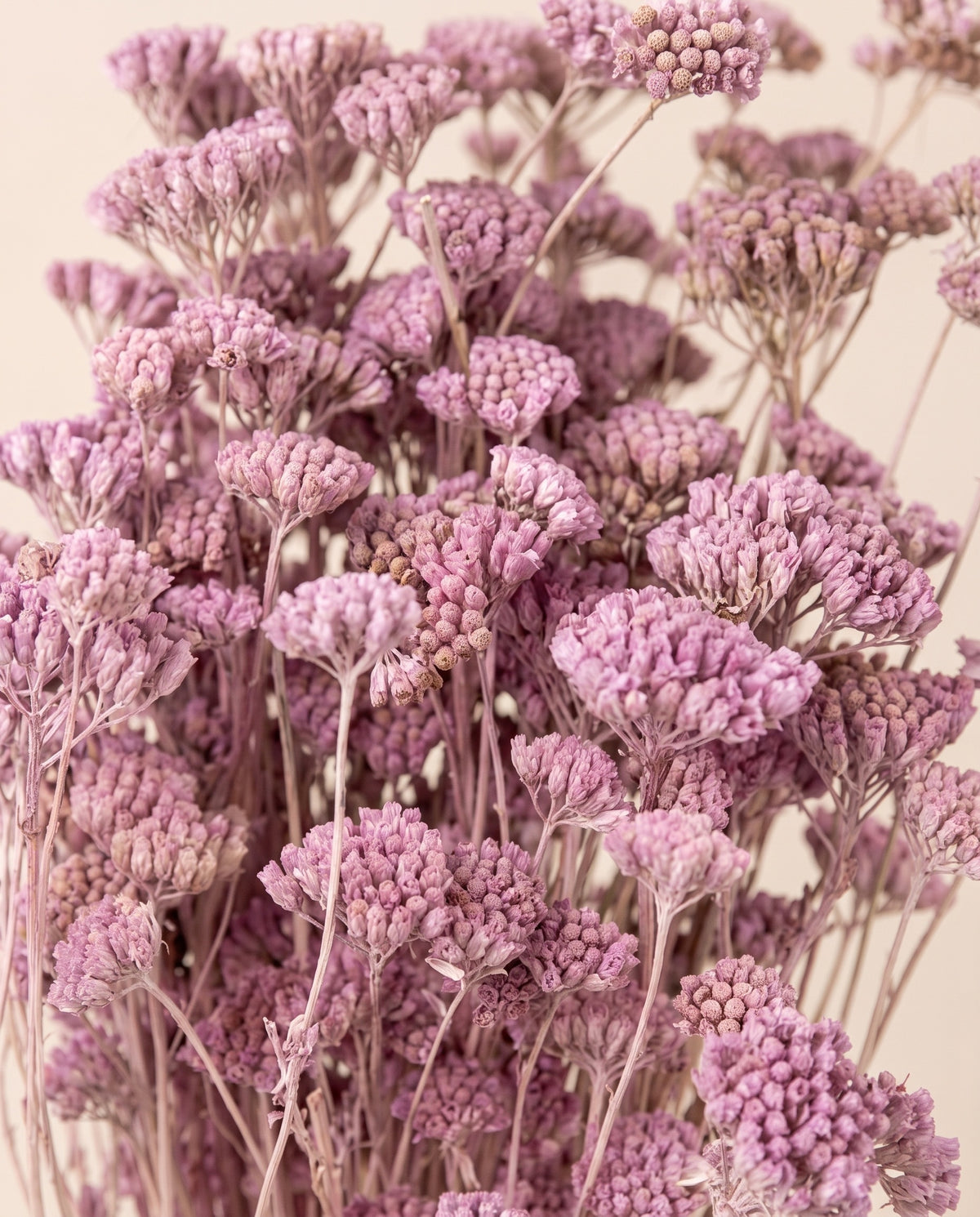 Detalle de cerca de achillea Silvestre seca lavanda.