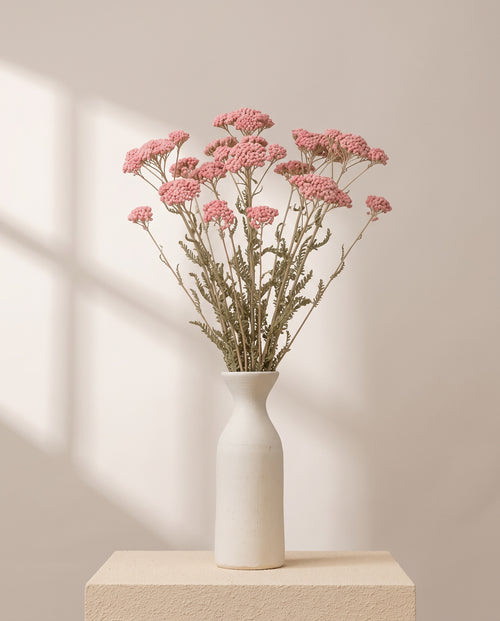 Achillea Silvestre seca rosa claro en un jarrón de cerámica blanca. Jarrón no incluido.