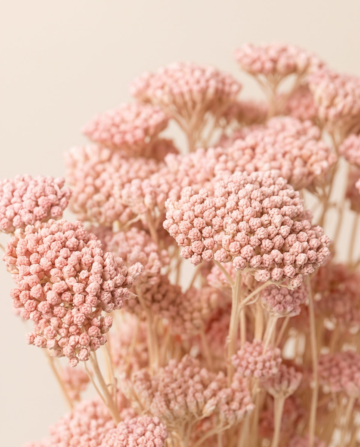 Detalle de cerca de achillea Silvestre seca rosa claro.