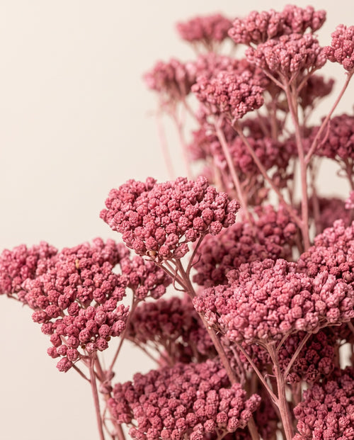 Detalle de cerca de achillea Silvestre seca rosa.