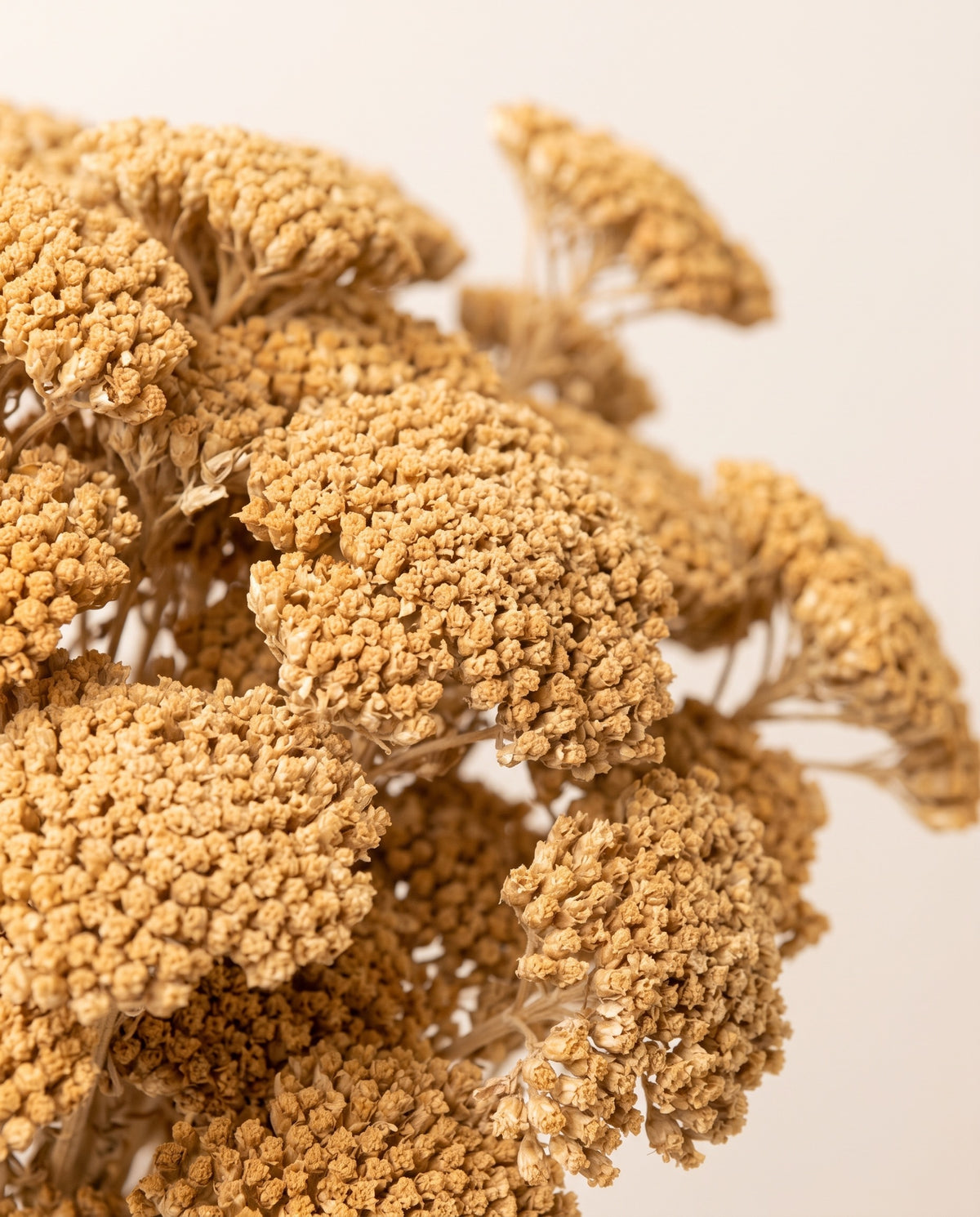 Detalle de cerca de achillea Silvestre seca salmón.