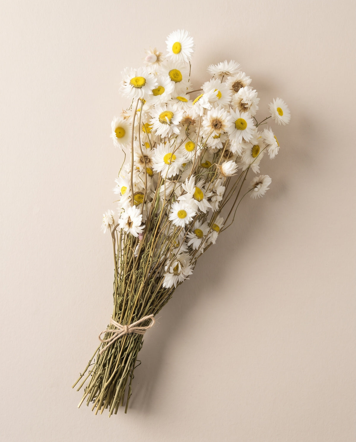 Acroclinium seco blanco