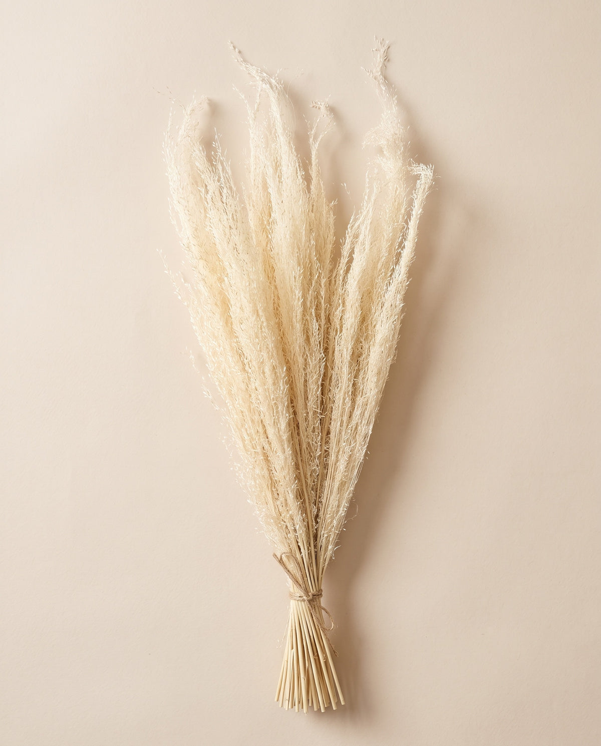 Agrostis seco blanco