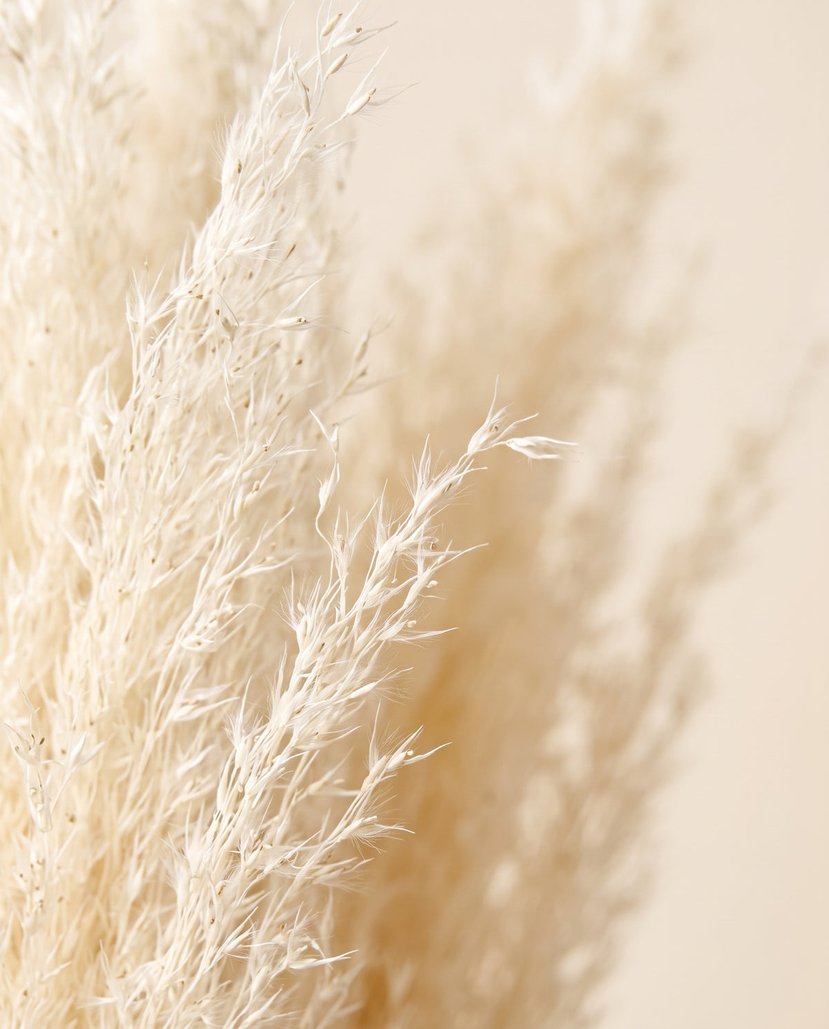 Detalle de cerca de agrostis seco blanco.