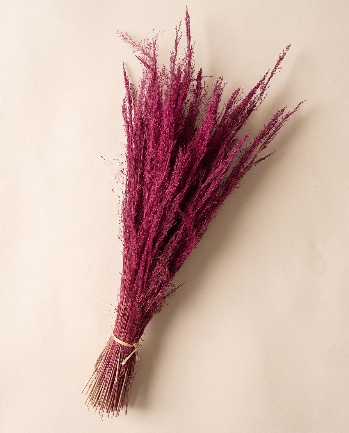 Agrostis seco cereza