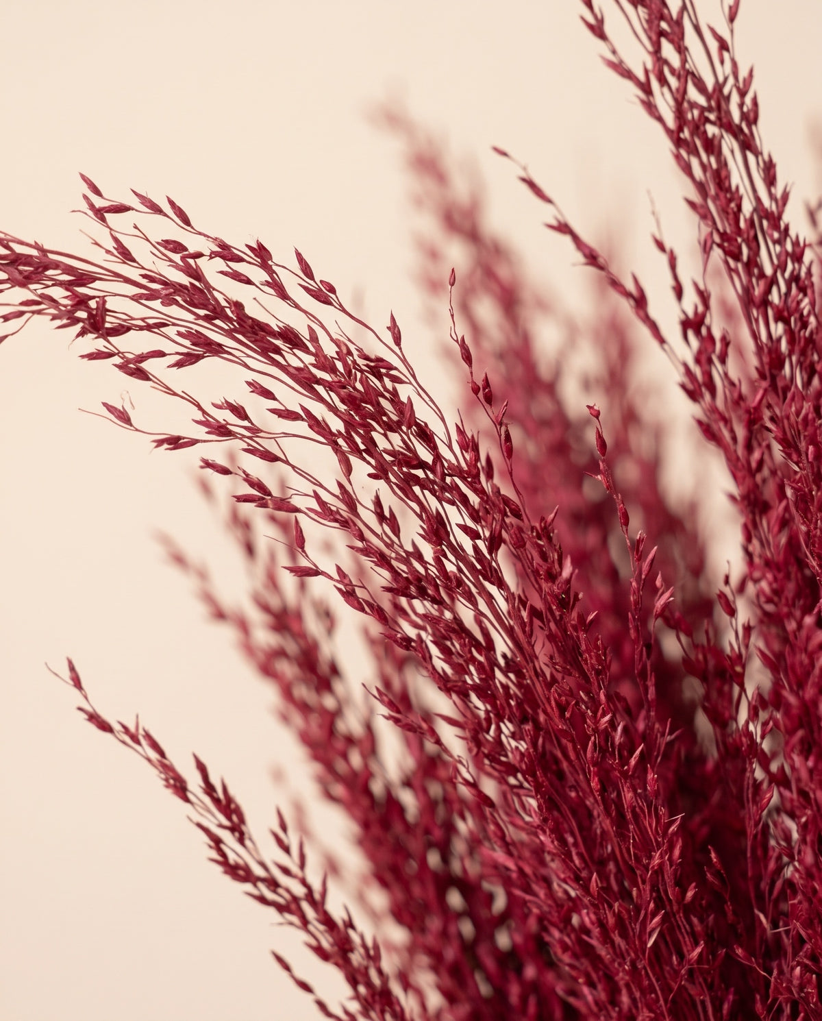 Detalle de cerca de agrostis seco cereza.