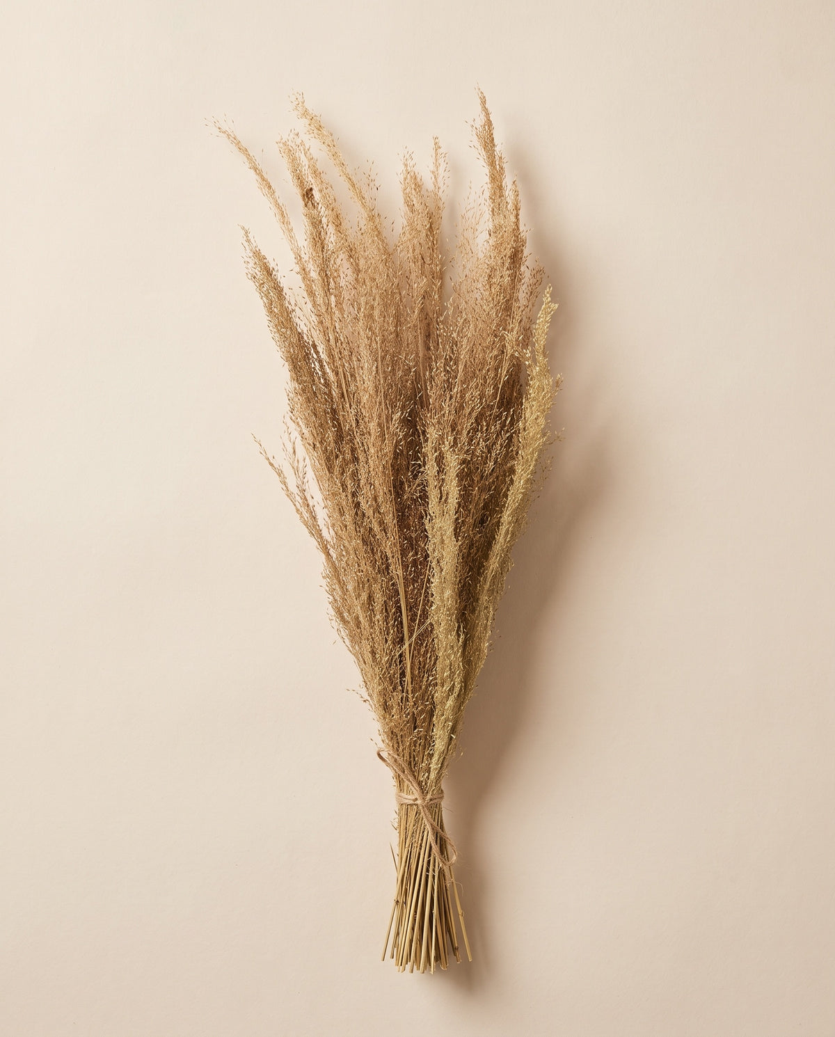 Agrostis seco natural