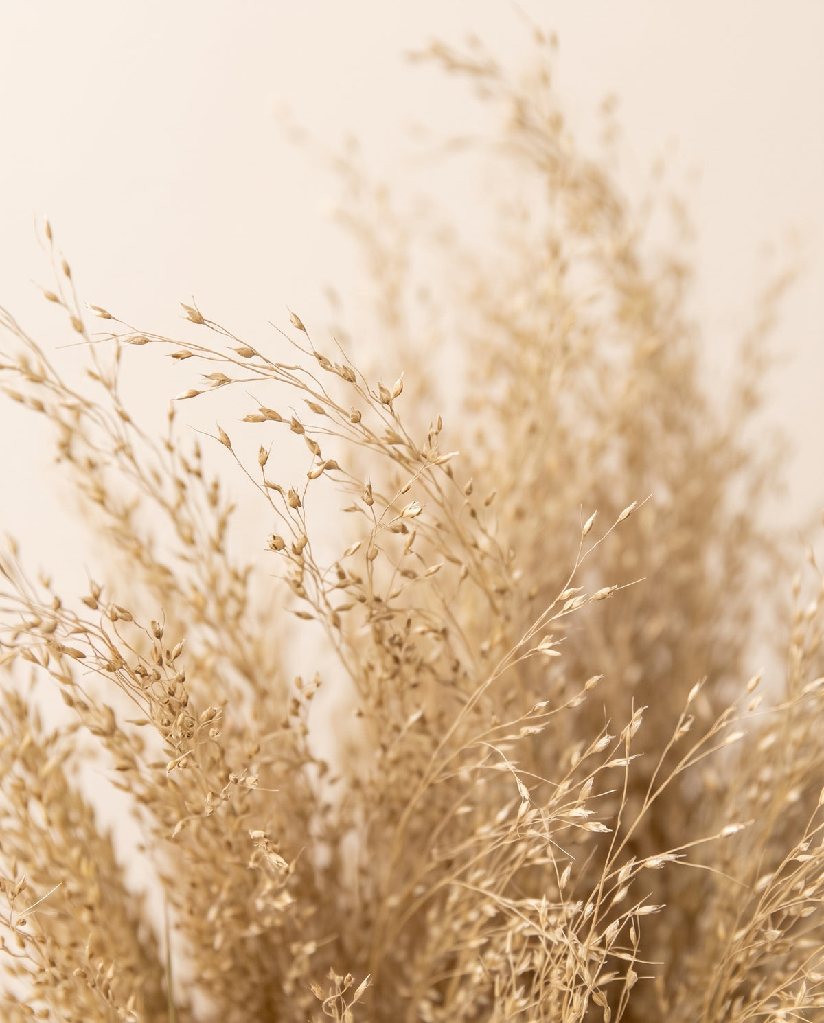 Detalle de cerca de agrostis seco natural.