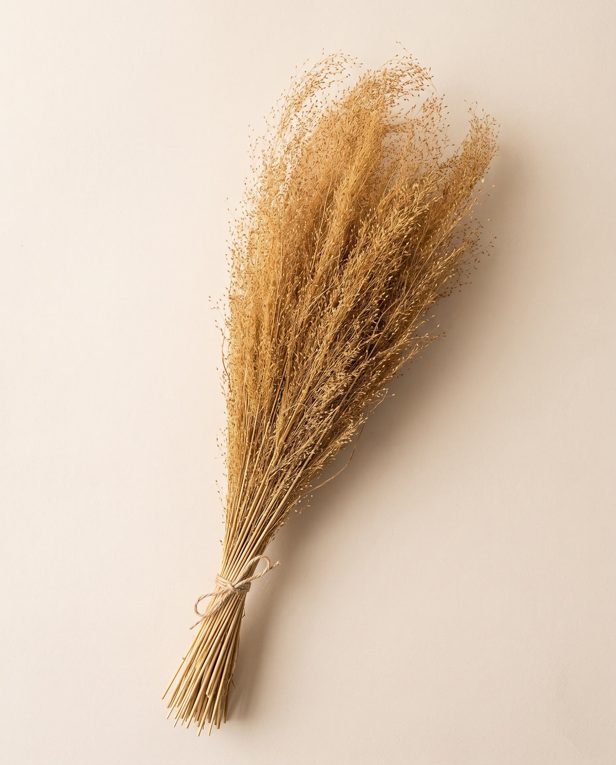 Agrostis seco ocre