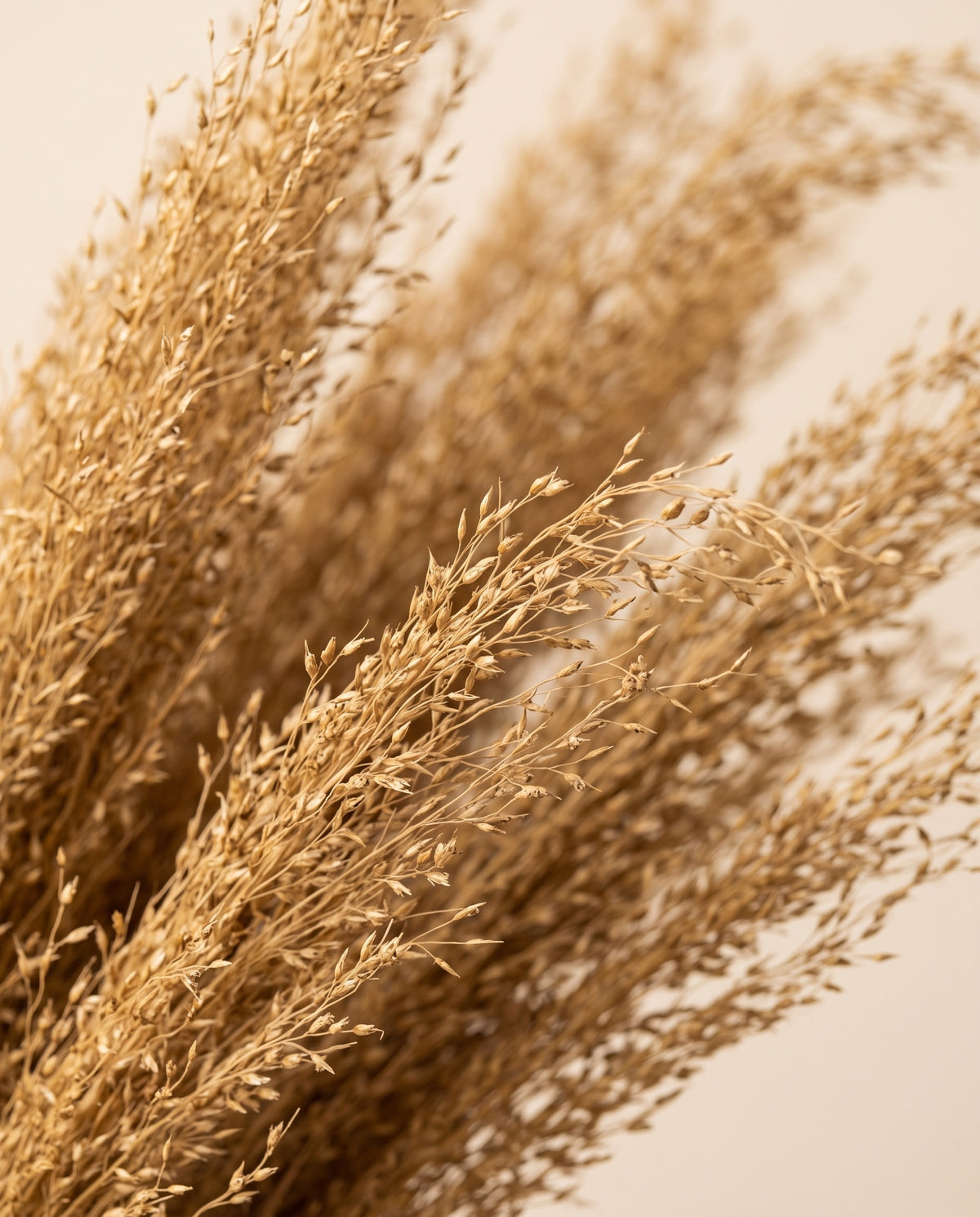Detalle de cerca de agrostis seco ocre.