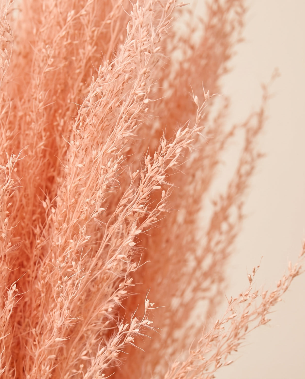 Detalle de cerca de agrostis seco salmón.