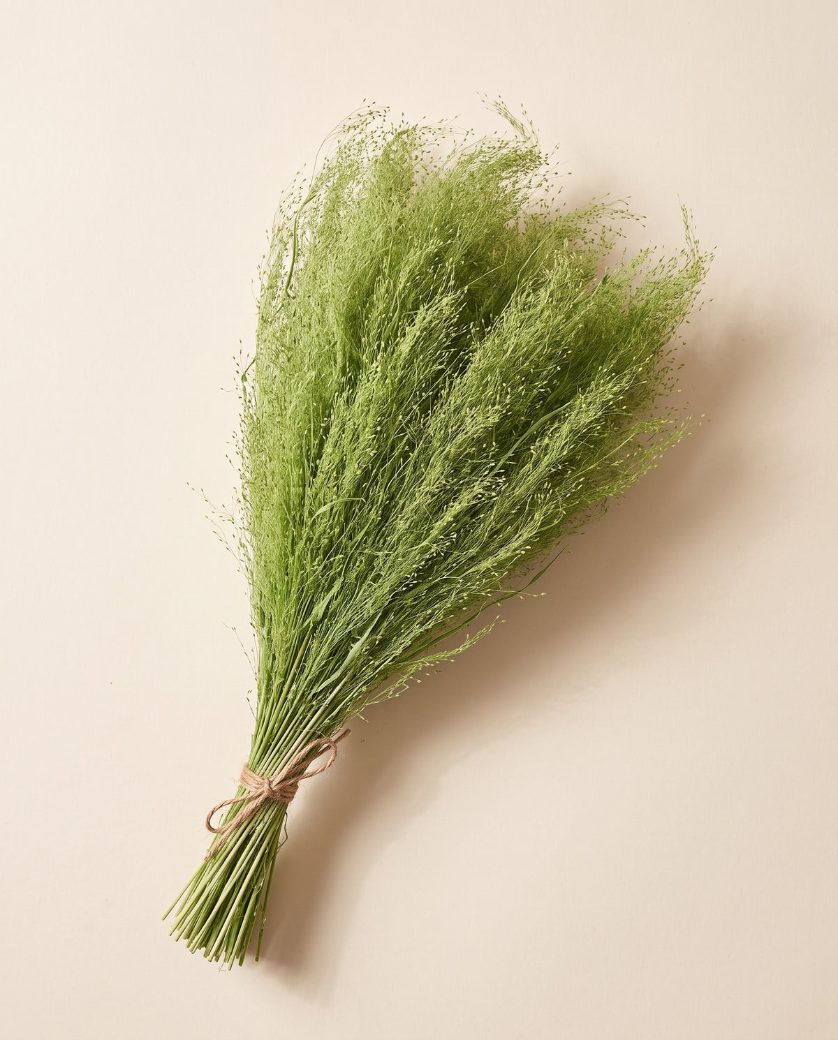 Agrostis seco verde claro