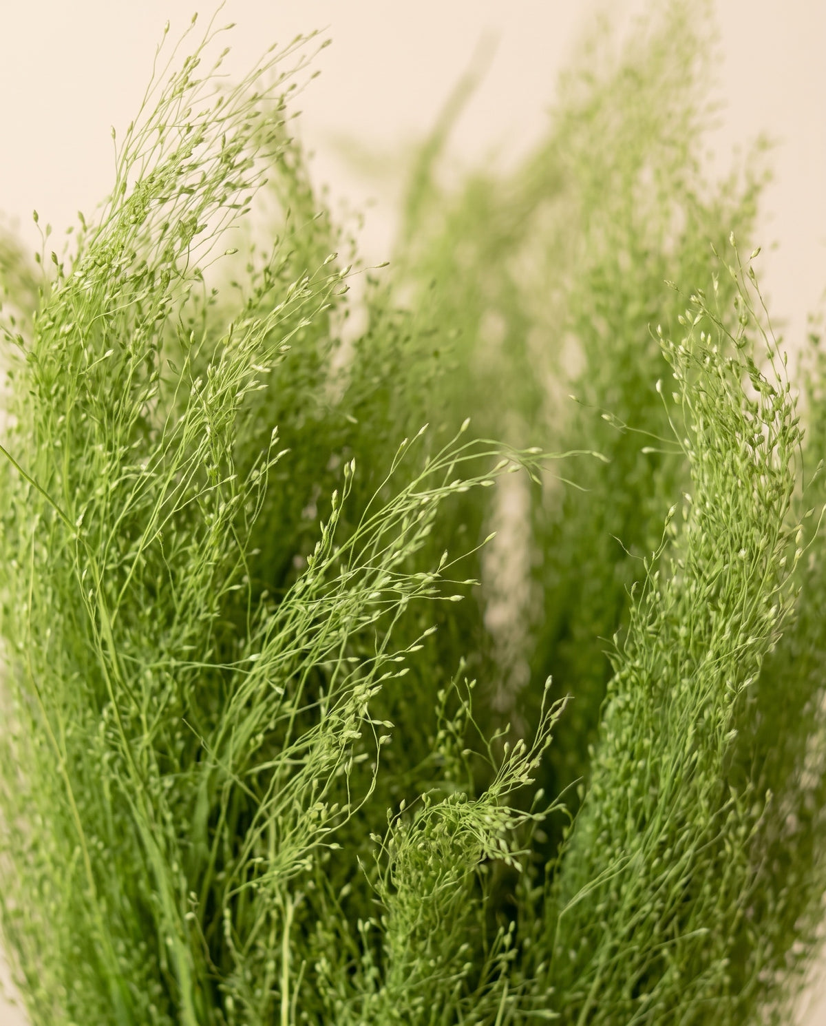 Detalle de cerca de agrostis seco verde claro.