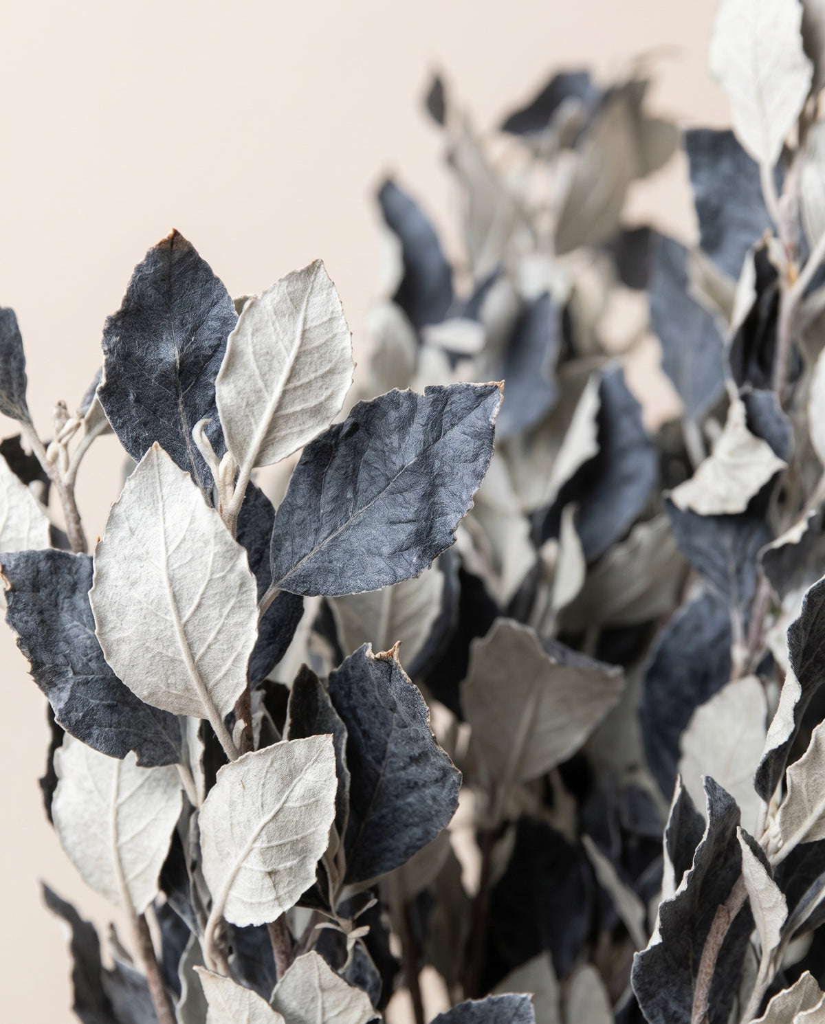 Detalle de cerca de alisier preservado blanco y azul