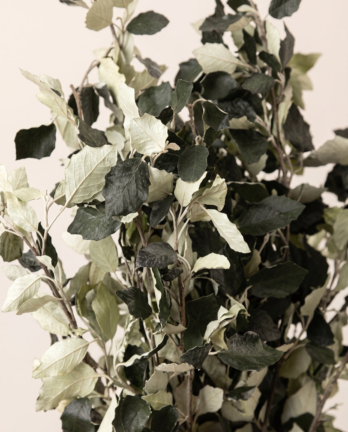 Detalle de cerca de alisier preservado blanco y verde