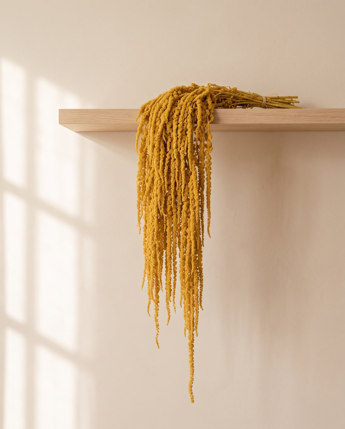 Amaranthus preservado amarillo colgando de una balda de madera. Balda no incluida.