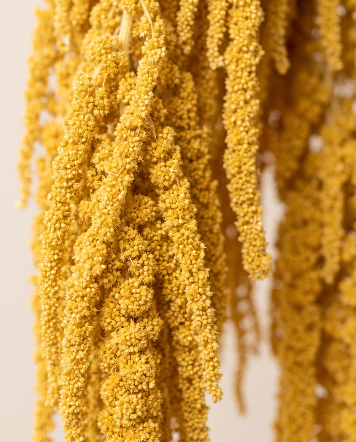 Detalhe de perto de amaranto preservado amarelo.