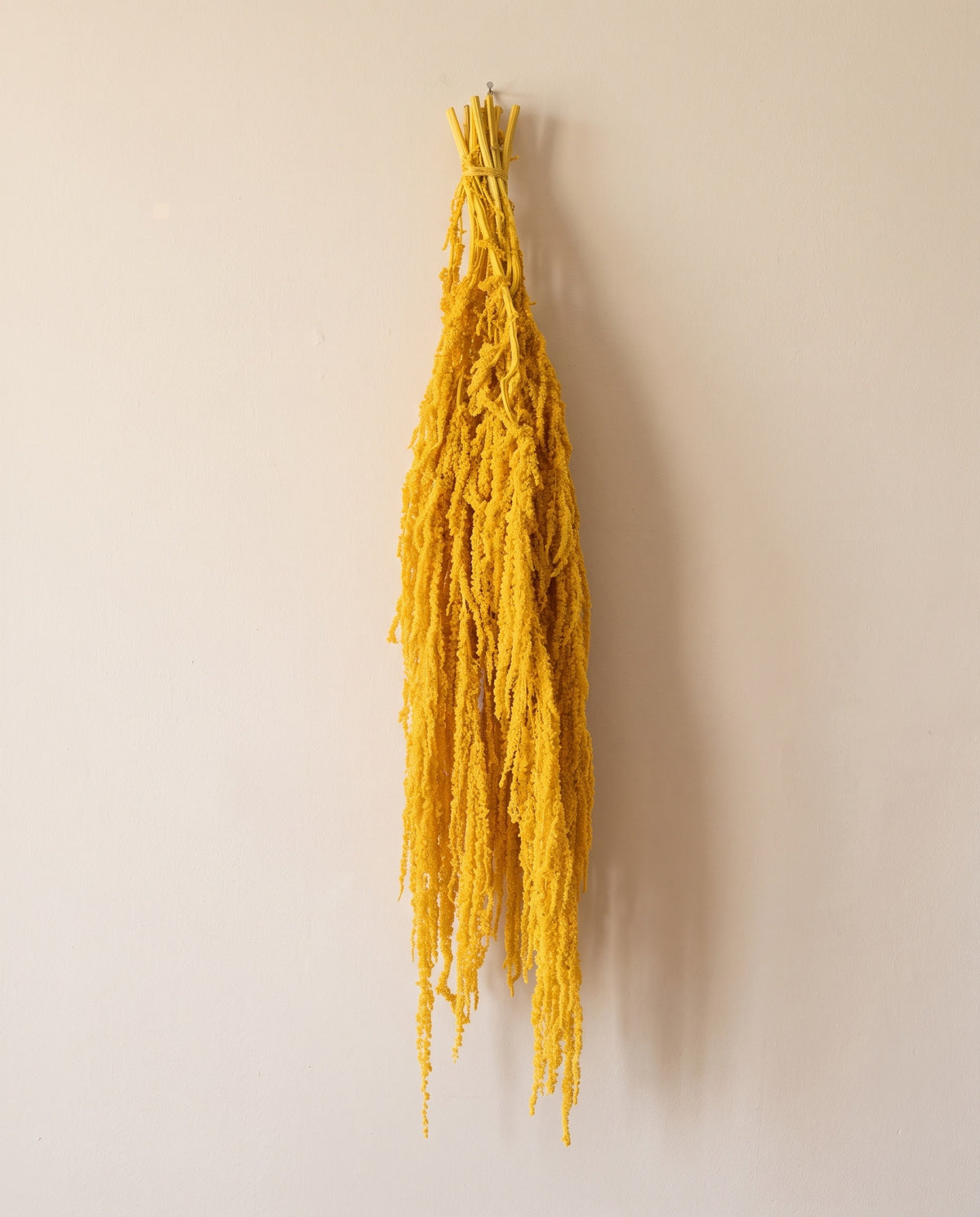 Amaranthus preservado amarillo colgando, sobre fondo crema.