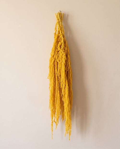 Amaranthus preservado amarillo colgando, sobre fondo crema.