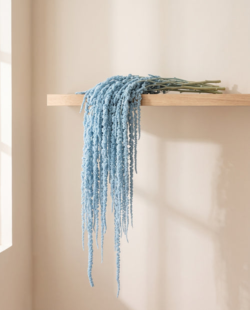 Amaranthus preservado azul claro colgando de una balda de madera. Balda no incluida.